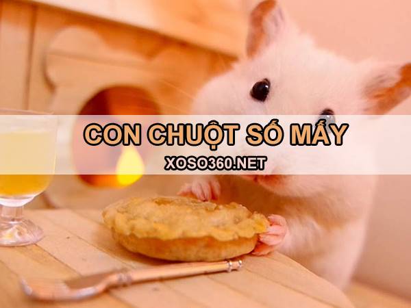 Con chuột số mấy - Mơ thấy chuột điềm hung hay cát?