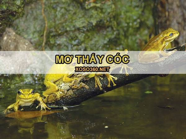 Con cóc số mấy - Mơ thấy cóc là điềm đen hay đỏ? 