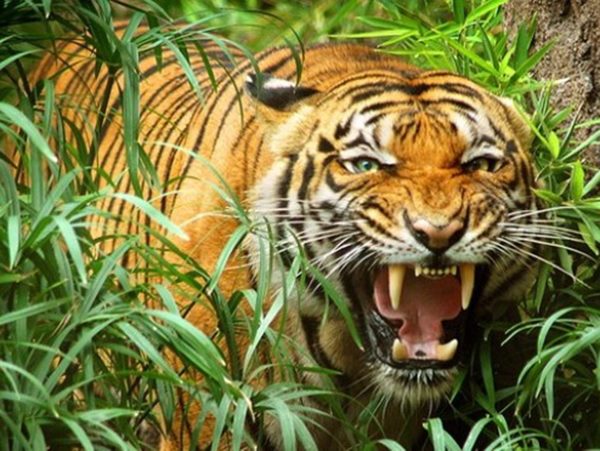 Con cọp số mấy, mơ thấy cọp là điềm gì, hên hay xui?