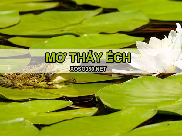 Con ếch số mấy - Giấc mơ thấy ếch và những bí ẩn bất ngờ