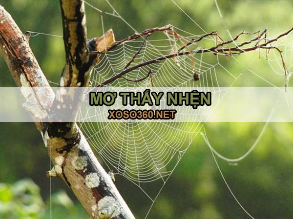 Con nhện số mấy - Giải mã bí ẩn giấc mơ thấy nhện