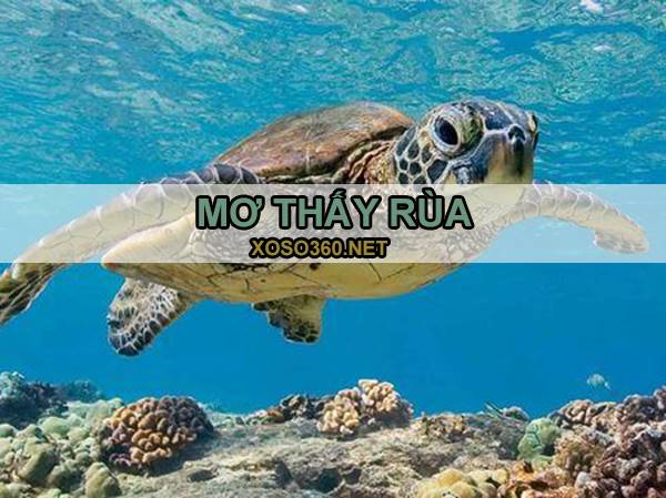 Con rùa số mấy - Mơ thấy rùa là điềm hên hay xui?