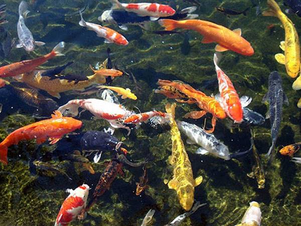 Mơ thấy cá đánh con gì giải xui cho bản thân, là điềm gì?