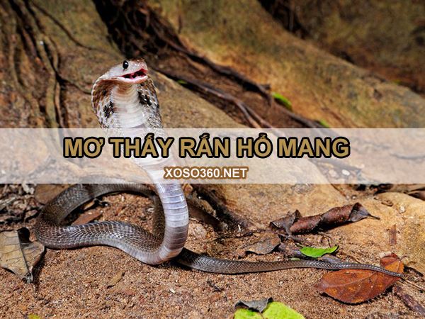 Mơ thấy rắn hổ mang đánh con gì đổi đời nhanh chóng?