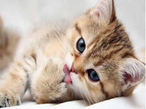 Nằm mơ thấy con mèo chết trong nhà mình