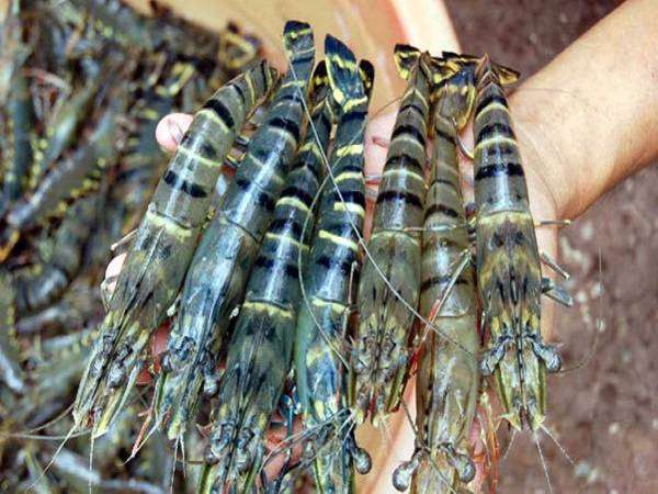 Nằm mơ thấy nhiều Tôm Chơi xổ số con gì