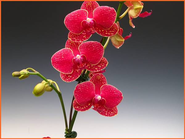 Hoa lan số mấy? Nằm mơ thấy hoa lan đánh con gì hôm sau