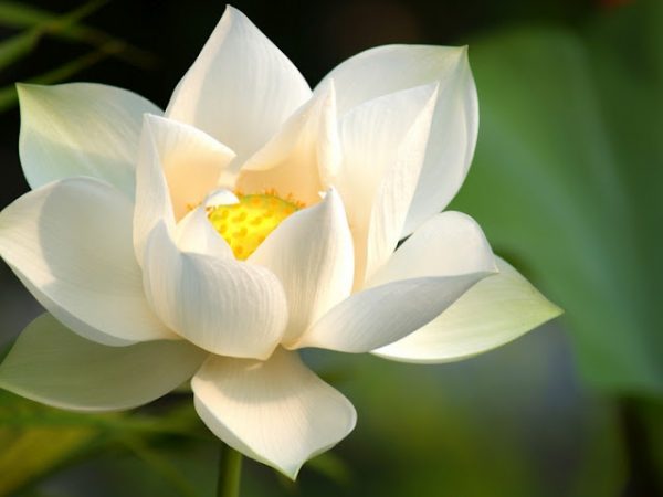 Nằm mơ thấy hoa sen số mấy, đánh con gì dễ trúng đậm?