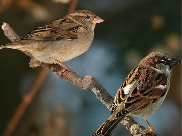 Chim sẻ số mấy? Mơ thấy chim sẻ điềm báo hên hay xui?