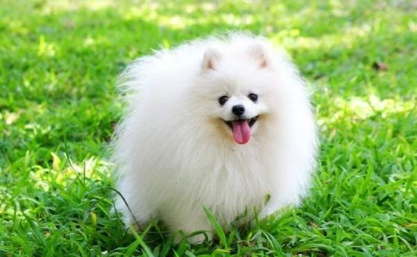 Mơ thấy chó trắng