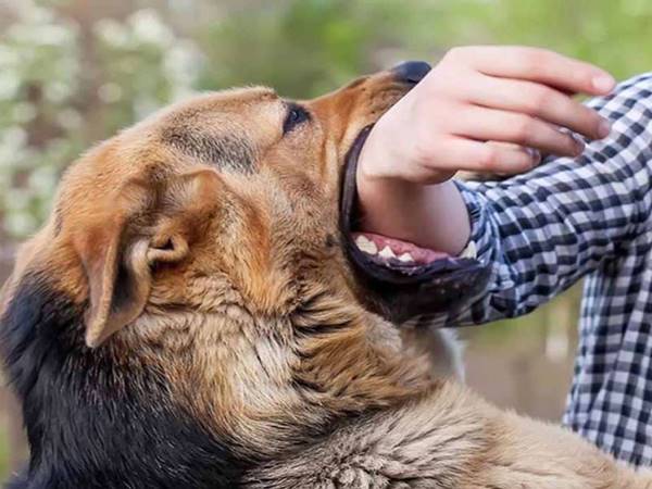 Nằm mơ thấy chó cắn là số mấy nên chọn lô con gì hay ra 2