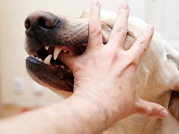Nằm mơ thấy chó cắn là số mấy nên chọn lô con gì hay ra 1