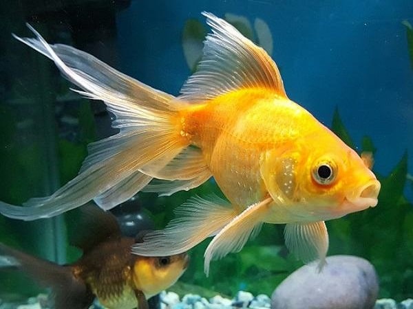 Tìm hiểu ý nghĩa giấc mơ thấy cá vàng dự báo may hay rủi sắp tới?