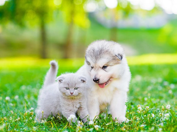 Tìm hiểu ý nghĩa giấc mơ thấy mèo con dự báo may mắn hay xui rủi sắp tới?