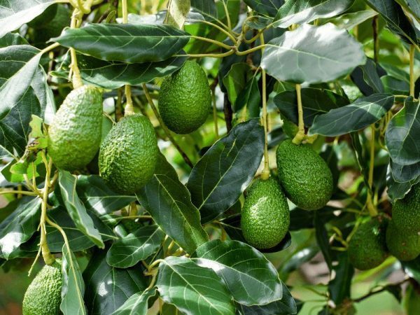 Nằm mơ thấy cây bơ đánh con gì may mắn