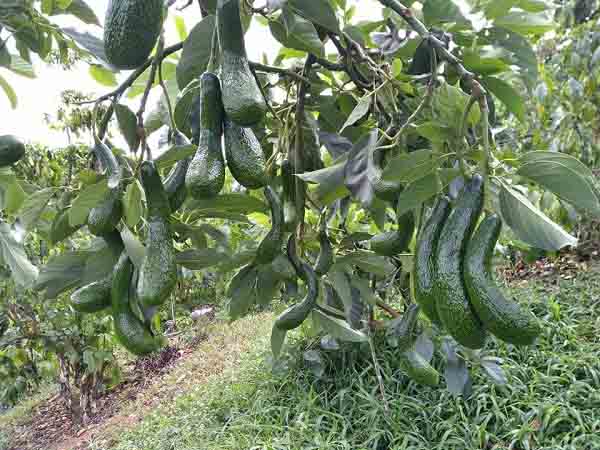 Ngủ mơ thấy cây bơ là điềm báo gì