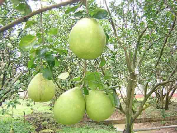 Nằm mơ thấy cây bưởi đánh con gì may mắn