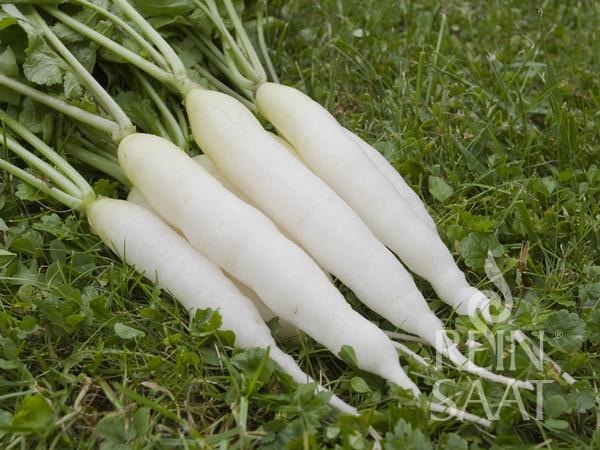 Tìm hiểu ý nghĩa giấc mơ thấy củ cải dự báo may hay xui sắp tới?