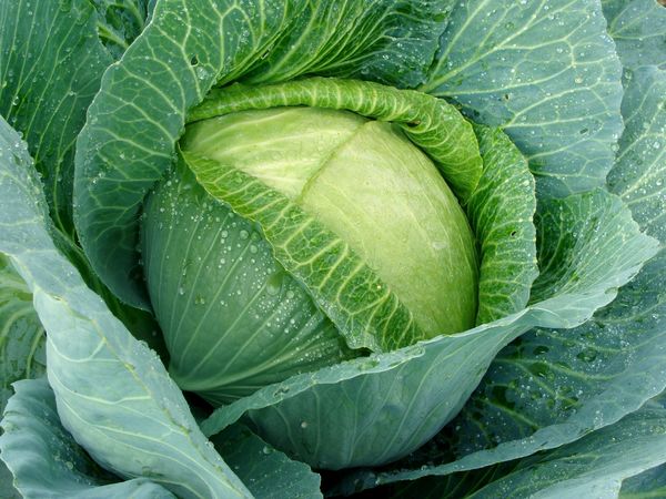 Nằm mơ thấy bắp cải lành hay xui đánh con gì cho tiền tài đầy túi?
