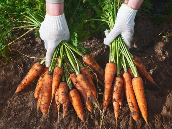 Mơ thấy củ cà rốt tất tay cặp số nào, báo mộng điềm gì?