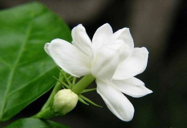 Giải mã điềm báo giấc mơ thấy hoa màu trắng
