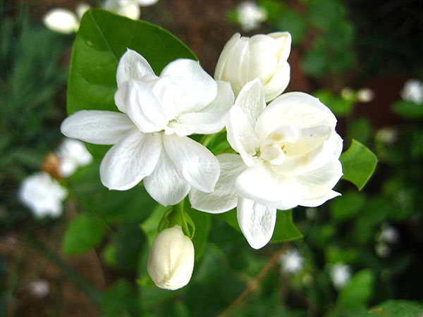 mơ thấy hoa màu trắng
