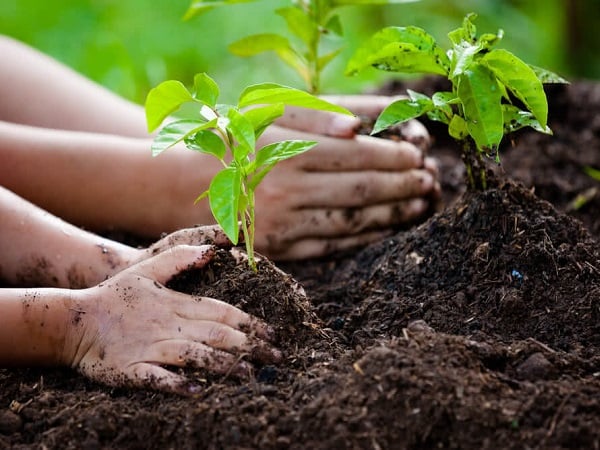 Nằm mơ thấy trồng cây lành hay dữ đánh con gì gặp thời PHẤT lên?