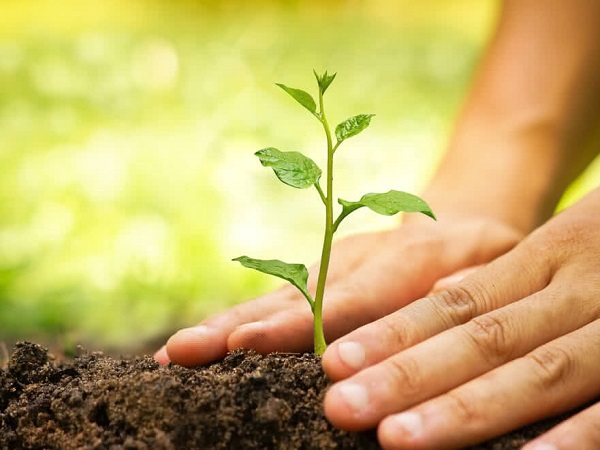 Tổng hợp ý nghĩa giấc mơ thấy trồng cây dự báo may hay rủi sắp tới?