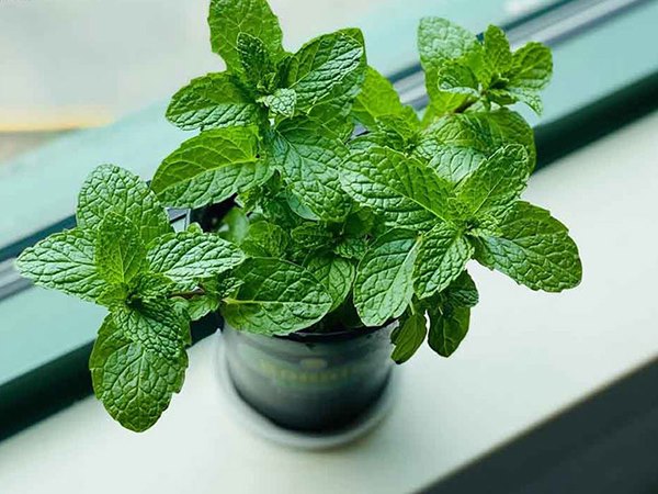 Nhìn thấy cây bạc hà mang đến ý nghĩa gì, là số mấy?