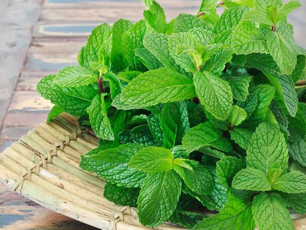 Nhìn thấy cây bạc hà mang đến ý nghĩa gì, là số mấy?