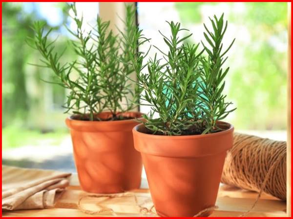 Giải mã con số may mắn khi thấy cây hương thảo