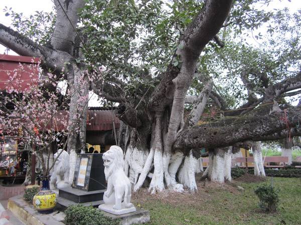 Nhìn thấy cây cổ thụ điềm báo lành hay dữ?
