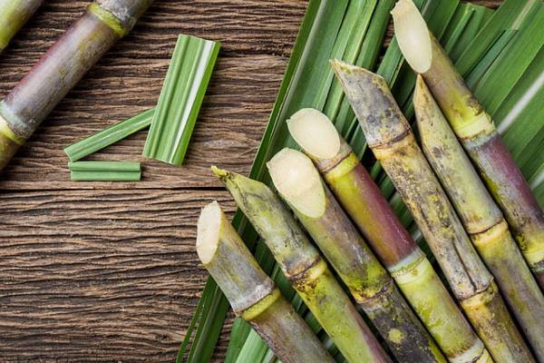 Nhìn thấy cây mía điềm báo tốt hay xấu?