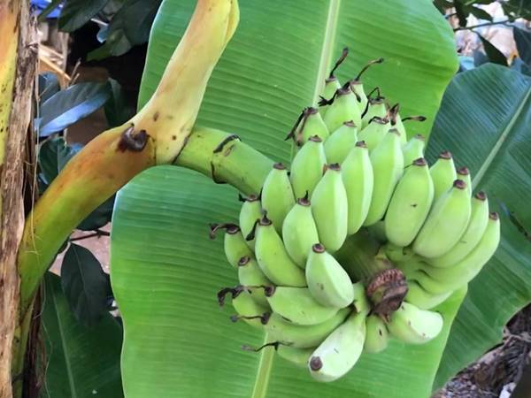 Thống kê con số may mắn khi thấy buồng chuối là gì