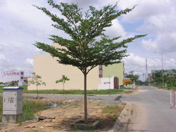 Nằm mơ thấy cây bàng có con số gì may mắn