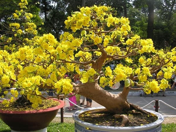 Chiêm bao thấy cây mai