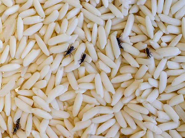 Nằm mơ thấy con mọt là điềm báo gì?