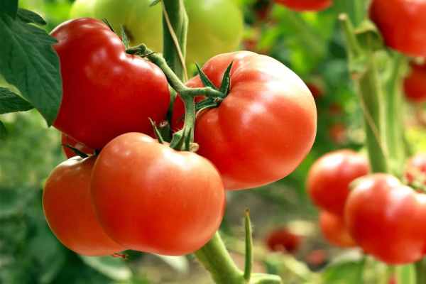 Mơ thấy đang trồng cây cà chua