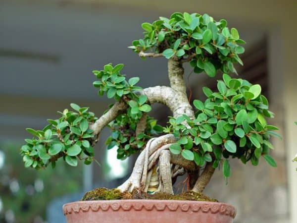Luận giải thông điệp ẩn sau giấc mơ thấy cây cảnh