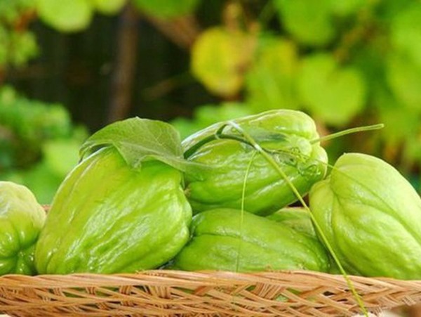 Chiêm bao thấy quả su su có ý nghĩa gì, tốt hay xấu?