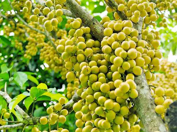 Mơ thấy làm rơi dâu da