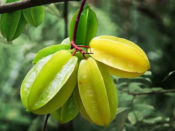 Nằm mơ thấy quả khế có con số gì may mắn