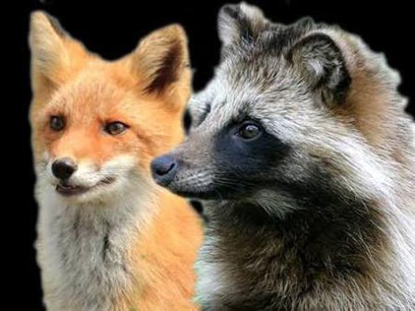 Ý nghĩa và điểm báo khi nằm mơ thấy con cáo