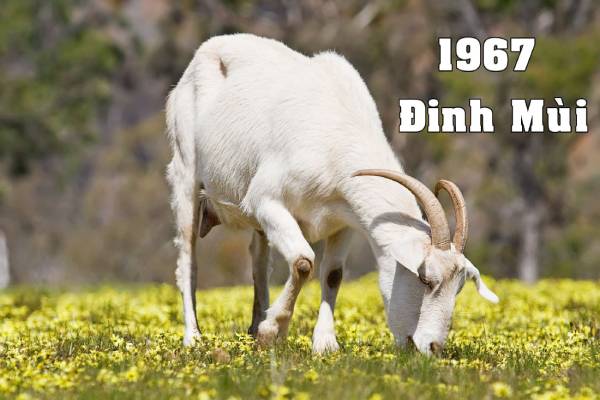 Vận trình tử vi tuổi Đinh Mùi hôm nay 28/9/2025