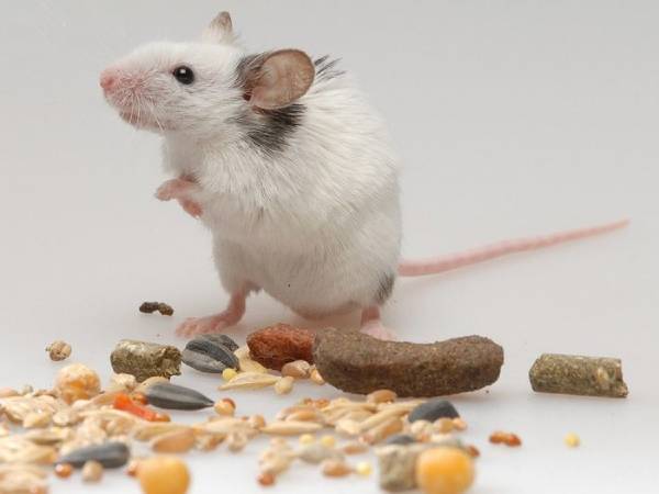 Lý giải bí ẩn con số may mắn của tuổi Nhâm Tý hôm nay