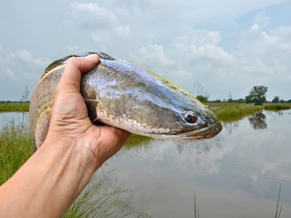 Mơ thấy cá lóc dự báo điềm gì, tốt hay xấu?