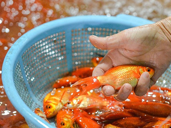 Nằm mơ thấy cá chép vàng có phải điềm cát lành?