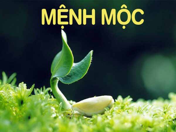 Tổng quan tử vi về người mệnh Mộc ngày 23/10/2025 thứ 5 hôm nay