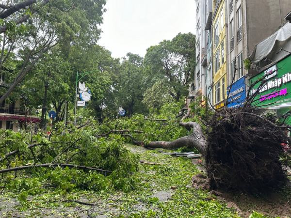 Mơ thấy cây đổ vào người