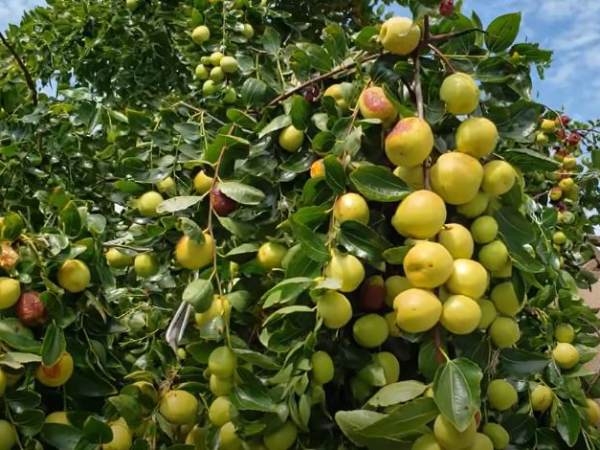 Giải mã giấc mơ thấy cây táo theo góc nhìn phong thủy
